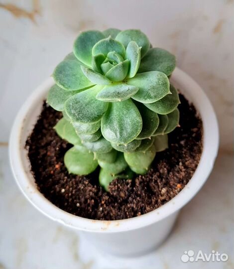Взрослая крупная Эхеверия Лола