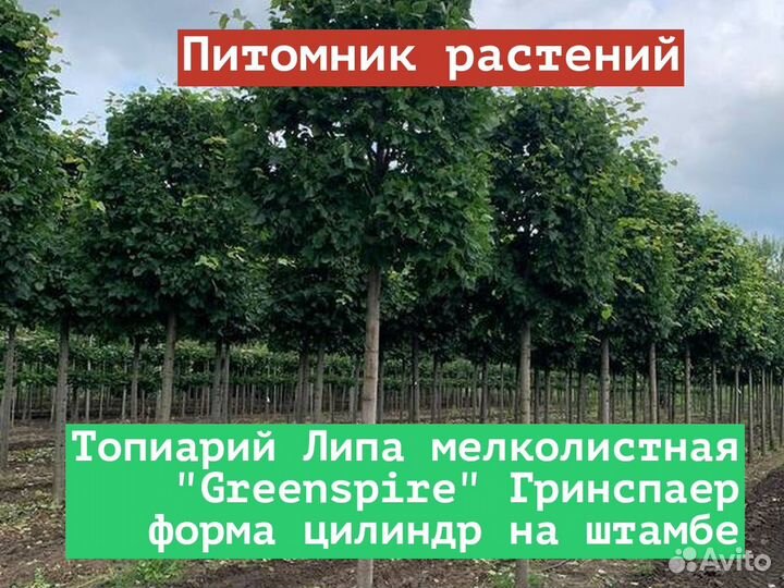Саженцы Топиарий Липа мелколистная Greenspire Гри