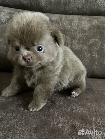 Щенки чихуахуа