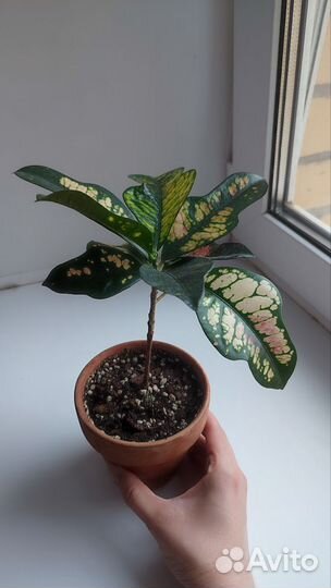 Кротон Вилма