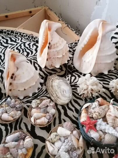 Большие раковины, наборы ракушек разные, кораллы