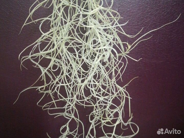 Тилландсия уснеевидная