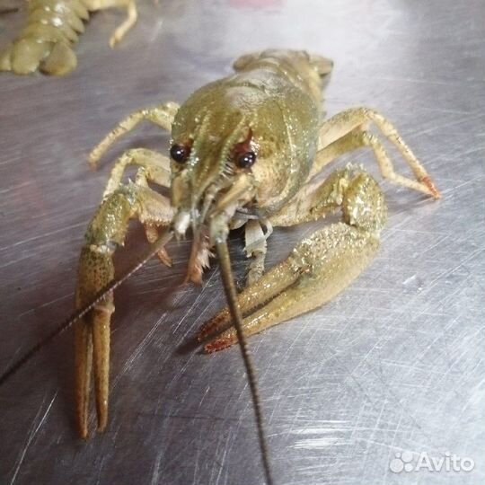 Живые раки с доставкой