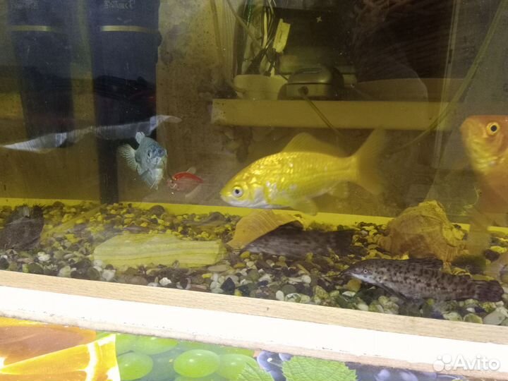 Аквариум с рыбками