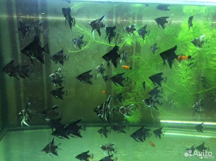 Скалярии, Гурами, Апистограммы ремирезе блю