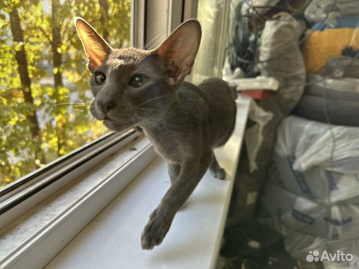 Ориентальный котик