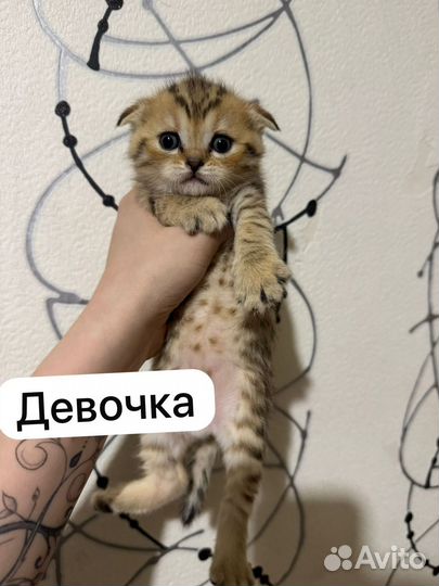 Шотландские котята