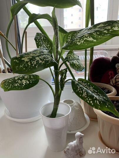 Диффенбахия