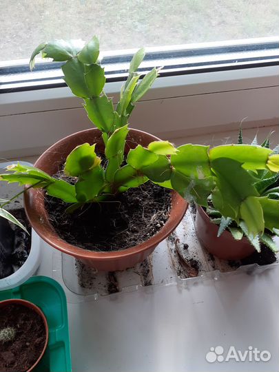 Комнатные цветы