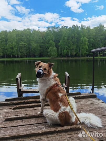 Собака в частный дом