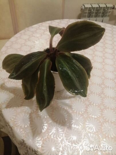 Сидерасис буроватый