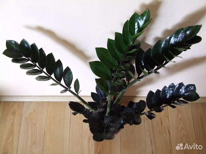 Замиокулькас