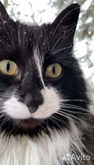 Котик в добрые руки