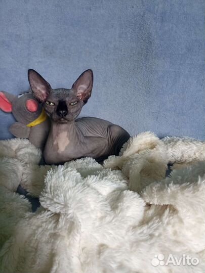 Канадский сфинкс