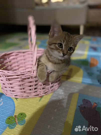 Котята в добрые руки бесплатно