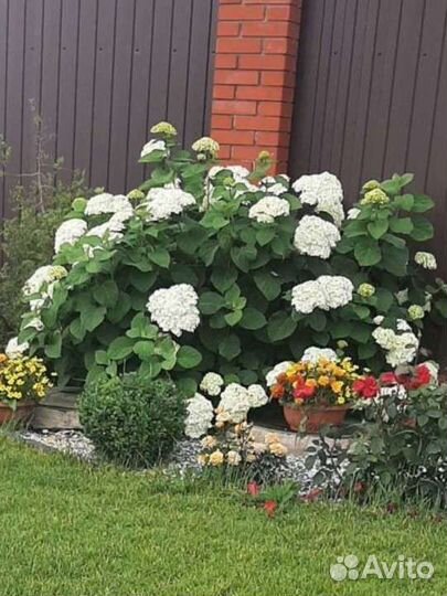 Гортензия древовидная анабель
