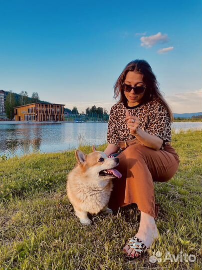 Выгул собак