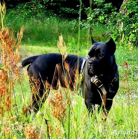 Кане корсо вязка