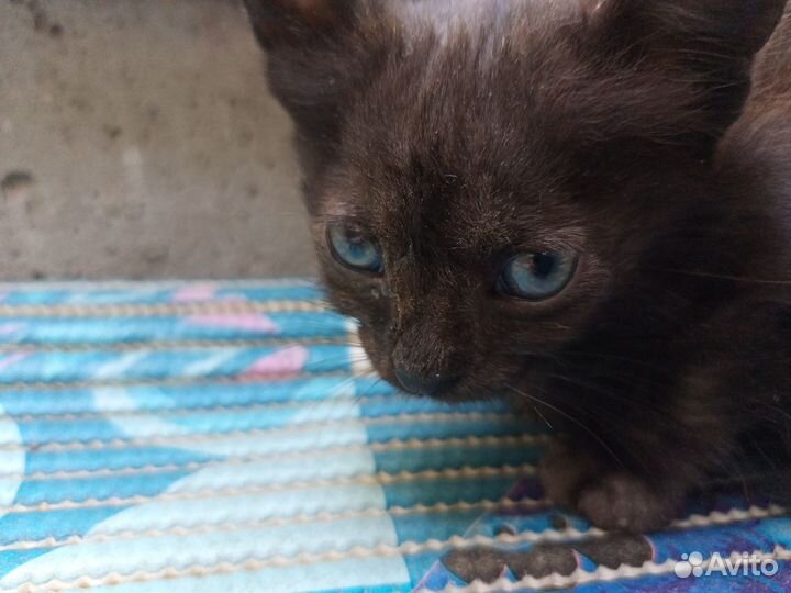 Дворовой крутой котик