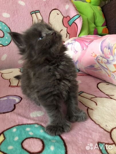 Котята мейн-кун