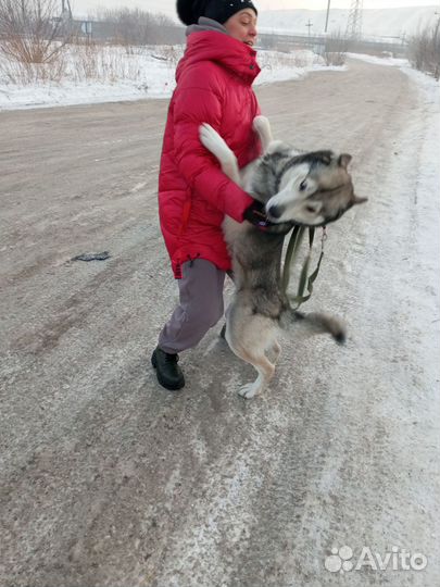 Собака в добрые руки
