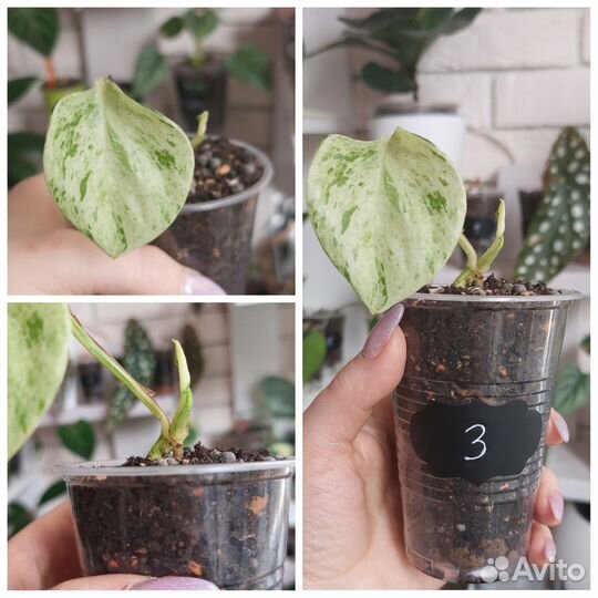 Эпипремнум Неон и Хеппи Лиф