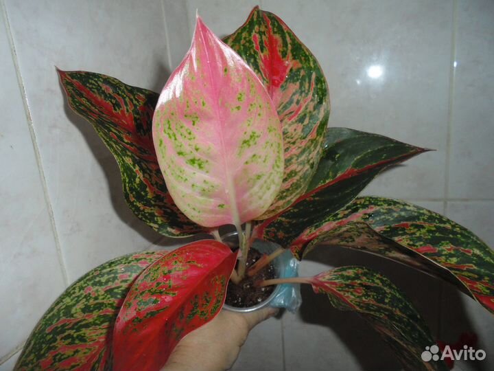 Филодендроны, Аглаонемы, и др. Ароидные