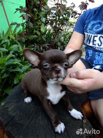 Щенки чихуахуа