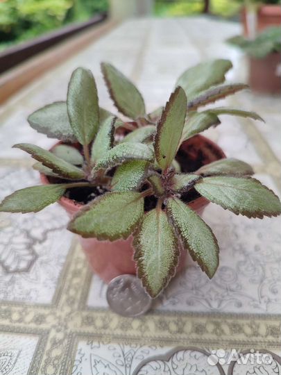 Эписция мини