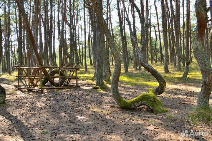 Экскурсия — Калининград — Топ-места Куршской косы