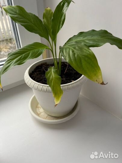 Спатифиллум женское счастье