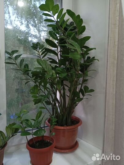 Замиокулькас