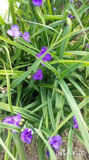 Многолетние цветы