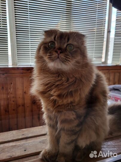 Ищем прекрасную кошечку для вязки