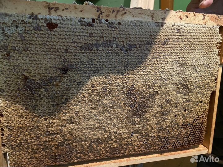 Мед домашний