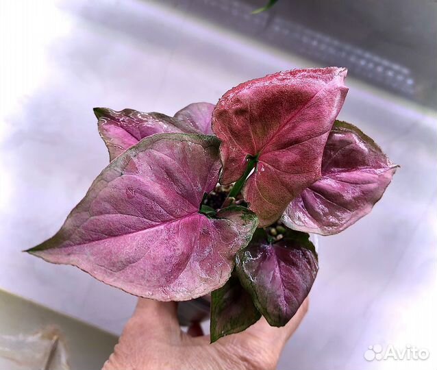 Сингониум малиновый крем
