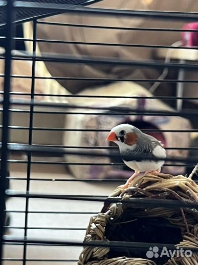 Зебровые амадины с клеткой