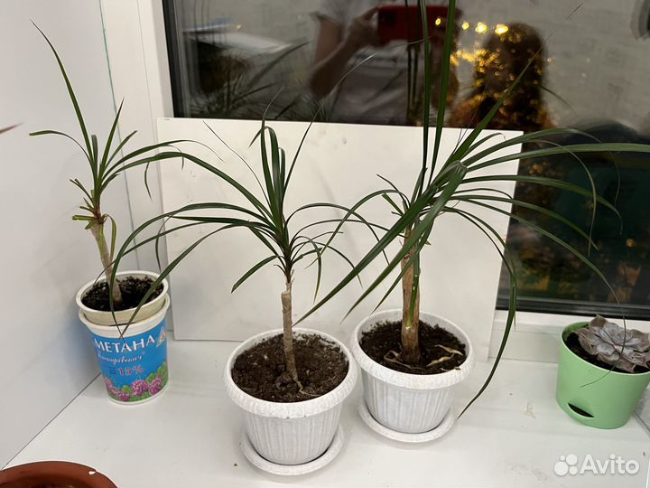 Молодая драцена