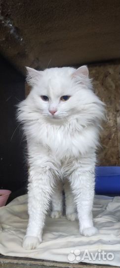 Кошки в добрые руки