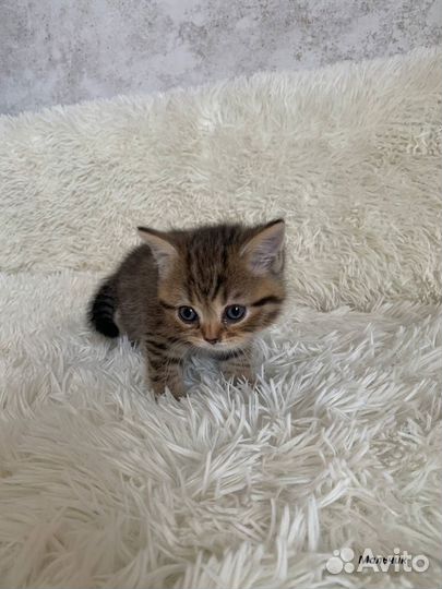 Британские голубоглазые котята