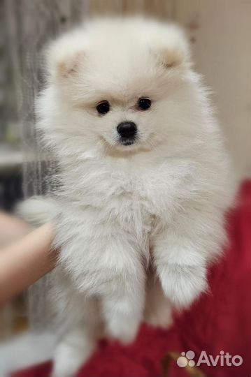 Щенки шпица