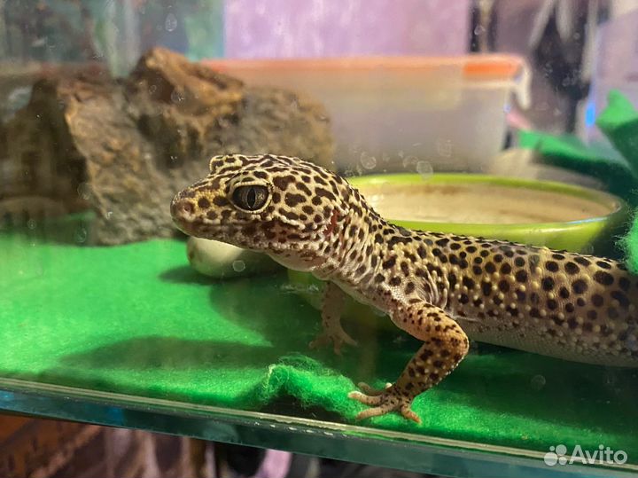 Геккон эублефар