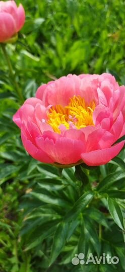 Деленка пиона Корал Суприм