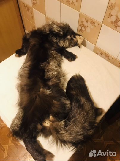 Шкурка животного лиса