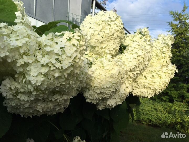 Гортензия белая
