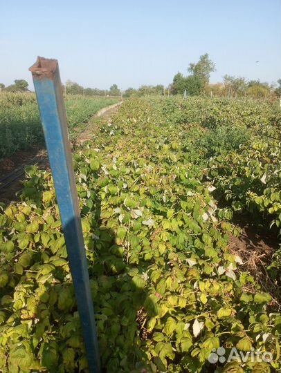 Саженцы малины