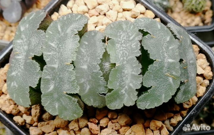 Редкие суккуленты Haworthia truncata