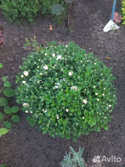 Хризантемы мультифлора