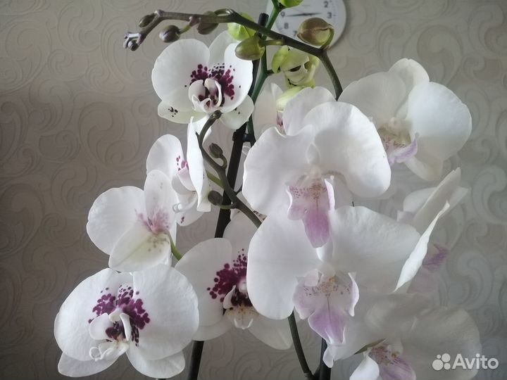 Орхидеи фаленопсис