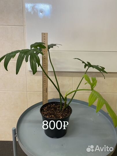 Филодендрон Аглаонема комнатные цветы